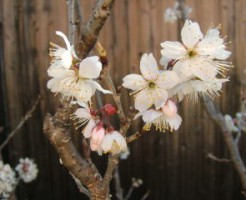 さくらんぼの花、アップ