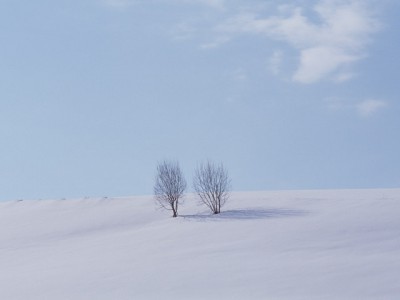 雪原に2本の木