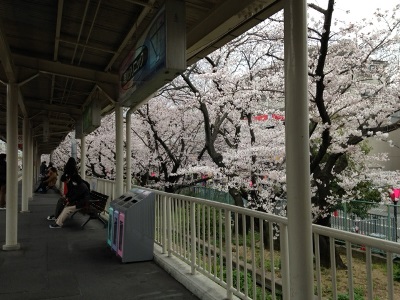 駅のホームからの桜