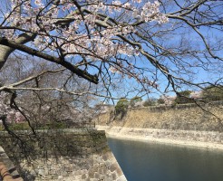 大坂城お堀と桜