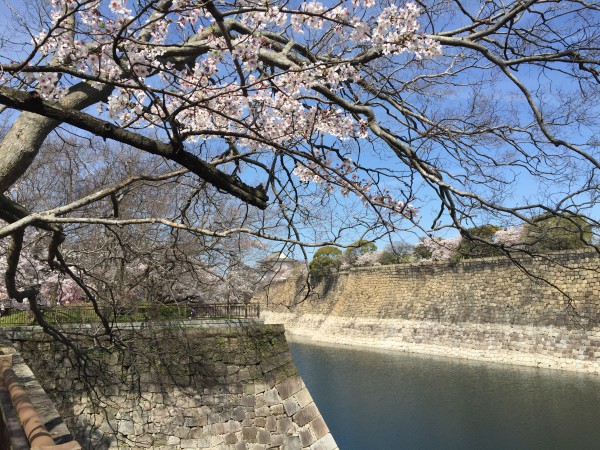 大坂城お堀と桜