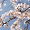 桜満開
